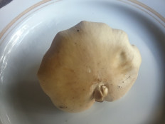 Гриб из Московская область