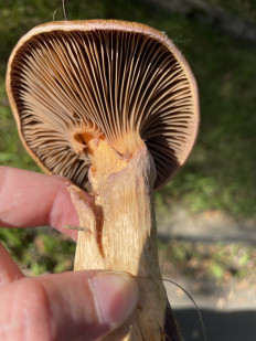 Мокруха пурпуровая