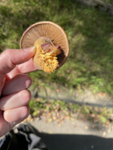 Мокруха пурпуровая