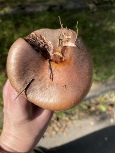 Мокруха пурпуровая