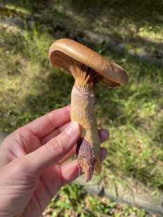 Мокруха пурпуровая