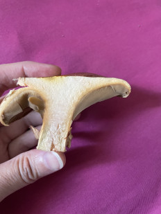 Мокруха пурпуровая