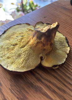 Гриб из Бостон