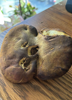 Гриб из Бостон