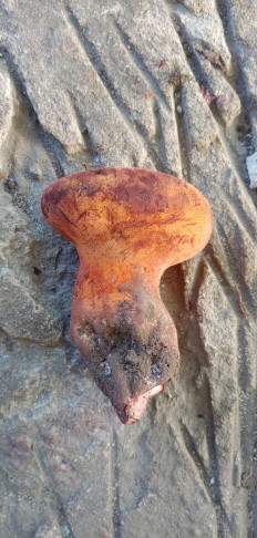 Fistulina hepatica - Печёночница обыкновенная