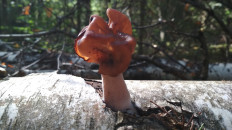 Гриб из Москва