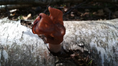 Гриб из Москва