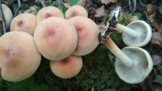 Опёнок кирпично-красный