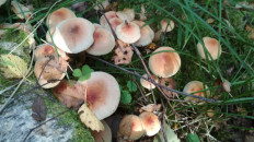 Опёнок кирпично-красный