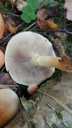 Опёнок кирпично-красный