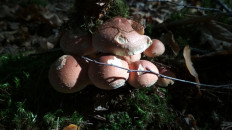 Опёнок кирпично-красный