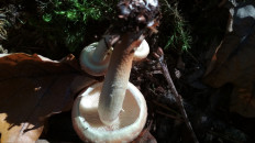 Опёнок кирпично-красный