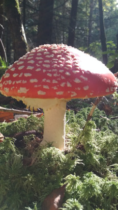 Мухомор красный