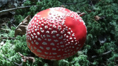 Мухомор красный