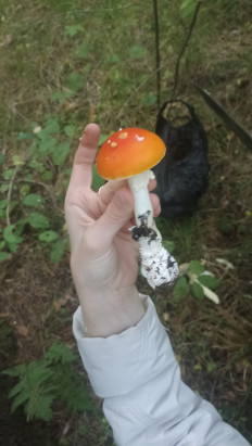 Гриб из Ижевск