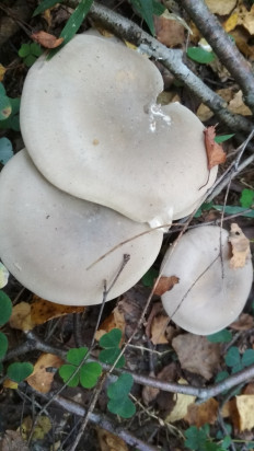 Гриб из Москва