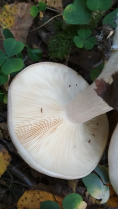 Гриб из Москва