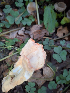 Трутовик серно-жёлтый