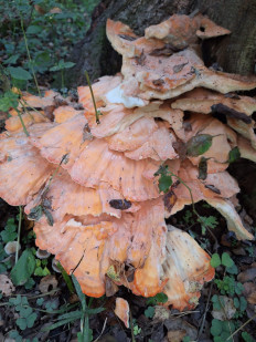 Трутовик серно-жёлтый