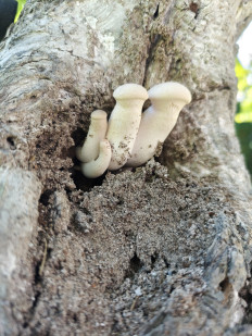 Гриб из Красногорск