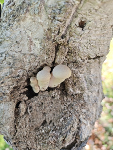 Гриб из Красногорск