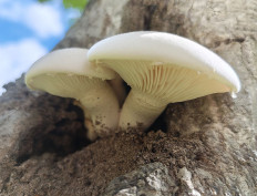 Гриб из Красногорск