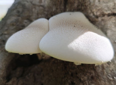 Гриб из Красногорск