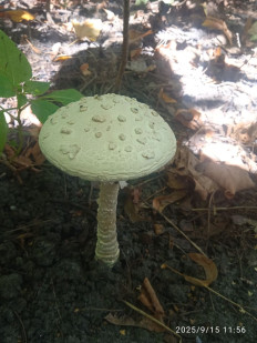 Гриб из Харьков