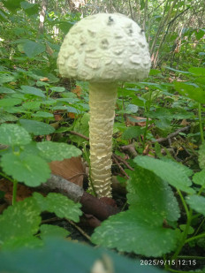 Гриб из Харьков