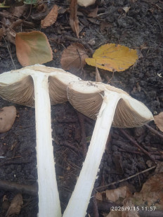 Гриб из Харьков