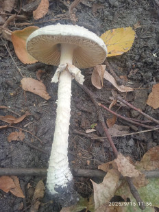 Гриб из Харьков