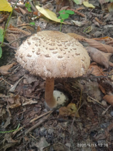 Зонтик краснеющий