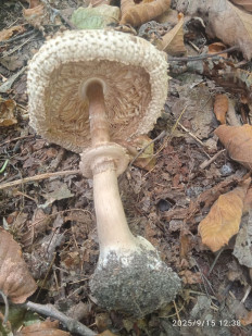 Зонтик краснеющий