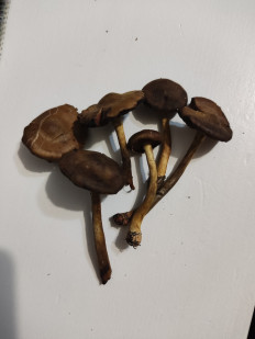 Гриб из Ленинградская область