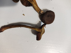 Гриб из Ленинградская область