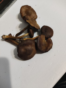 Гриб из Ленинградская область