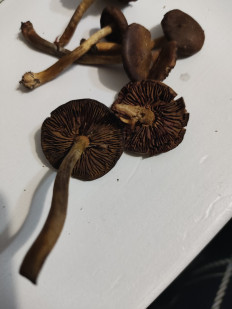 Гриб из Ленинградская область