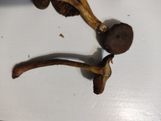 Гриб из Ленинградская область