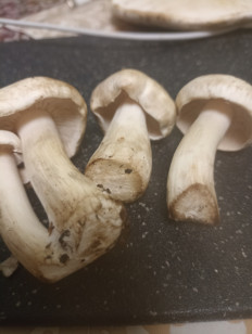 Гриб из Тула