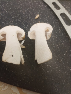 Гриб из Тула