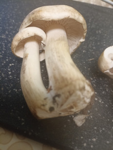 Гриб из Тула