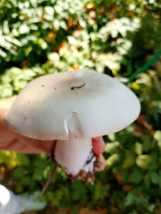 Гриб из Раменское