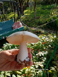 Гриб из Раменское