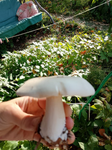 Гриб из Раменское