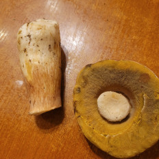 Гриб из Санкт-Петербург