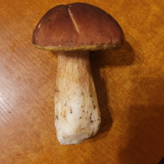 Гриб из Санкт-Петербург