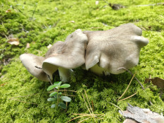 Гриб из Раменское