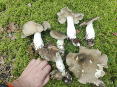 Гриб из Раменское