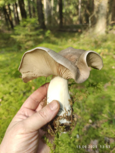 Гриб из Раменское
