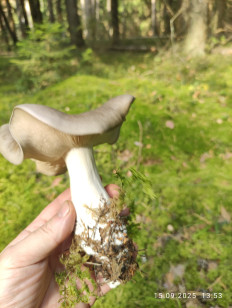 Гриб из Раменское